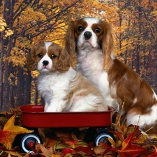 Golden automobile, Cavalier King Charles spaniel