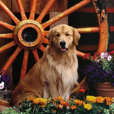 Golden Retriever, Flowers, dog, circle