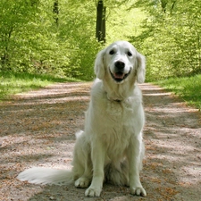 Golden Retriever, Way, dog, forest