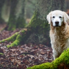 Golden Retriever, trees, forest, Stems