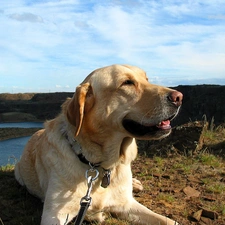 Labrador Retriever, dog