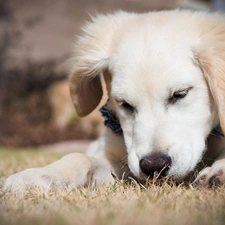 Golden Retriever