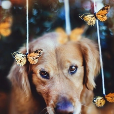 Golden Retriever, butterflies, sad, dog