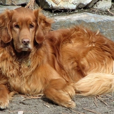 Golden Retriever, stone, doggy