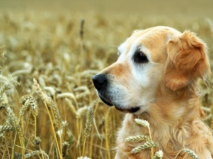 wheat, Golden Retriever