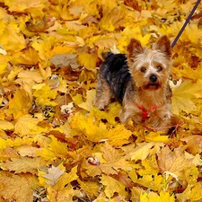 Graphic effects, autumn, York, Leaf