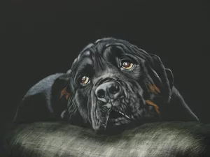 graphics, dog, Rottweiler