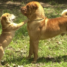 grass, Shar Pei, adult, Puppy