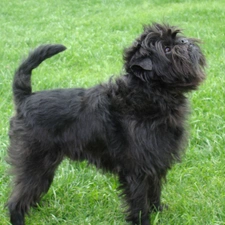 grass, Affenpinscher