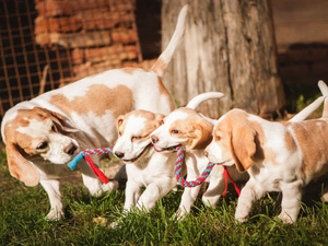 puppies, grass, Beagle, Three, Dogs