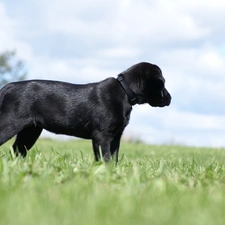 grass, retriever, Black, Labrador