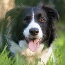 grass, Meadow, Border, Collie