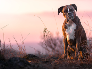 grass, dog, boxer