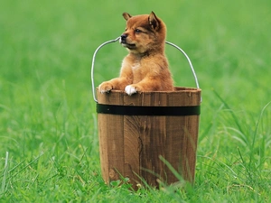 Bucket, grass, dog