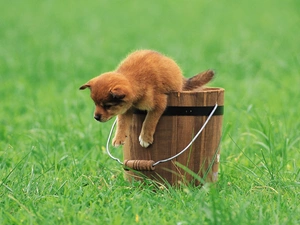 Bucket, grass, Puppy