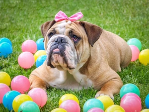 bow, English Bulldog, Balls, Pink, dog, color, grass