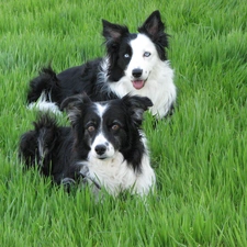 grass, Border Collie, Two cars, puppies