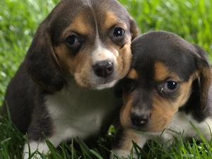 grass, an, Two cars, puppies