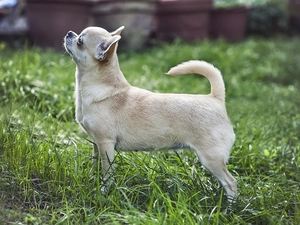 grass, doggy, Chihuahua