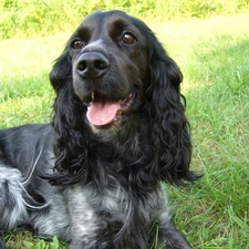 grass, Black, dog, Cocker Spaniel