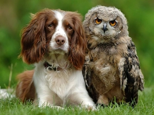 dog, grass, Cocker Spaniel, owl