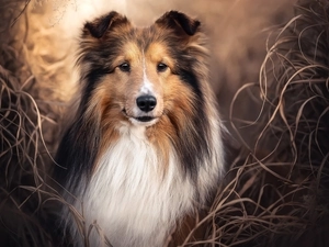 Collie rough, dog, grass