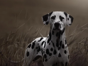 grass, dog, Dalmatian