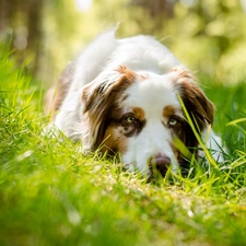 grass, dog