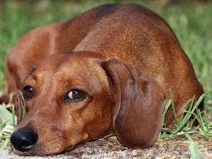 grass, dog