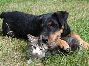 grass, cat, dog