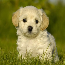 grass, Eyes, dog, Puppy