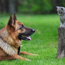 dog, grass, kitten