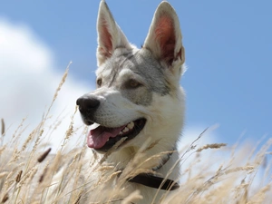 grass, Meadow, dog, Husky