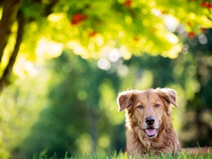 grass, Tounge, Mixed-breed dog, dog