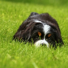 grass, Bernese Mountain Dog, doggy