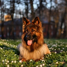 grass, forest, sheep-dog, german