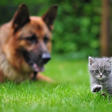 grass, kitten, sheep-dog, german