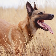 grass, Meadow, sheep-dog, belgian