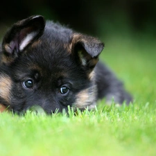 grass, Puppy, sheep-dog, german