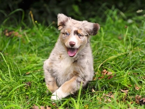 doggy, grass, cheerful