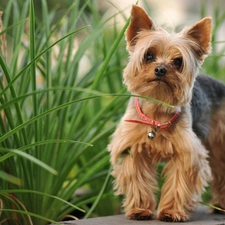 grass, dog-collar, doggy, York