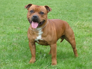 doggy, grass, ginger