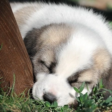 doggy, grass, sleepy