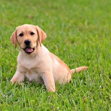 doggy, grass, young