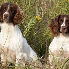 Dogs, grass, identical