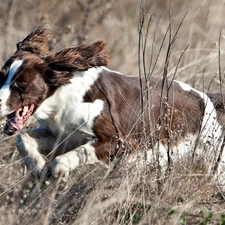 dry, grass, dog