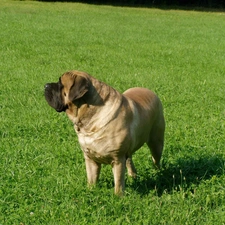 grass, juicy, Big, English mastiff