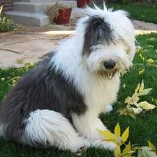 grass, Leaf, Old English Sheepdog