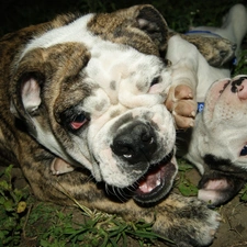 grass, play, English Bulldog