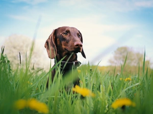 dog, grass, Flowers, Dachshund Shorthair